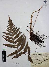 Woodwardia spinulosa image