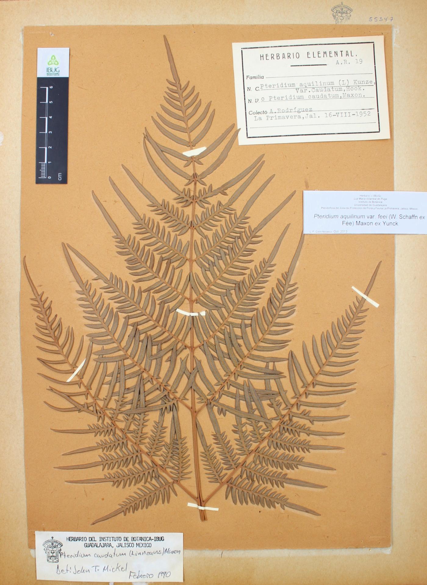 Pteridium caudatum image