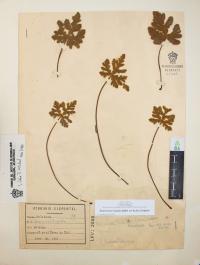 Bommeria hispida image