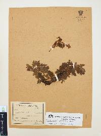 Trichomanes radicans image