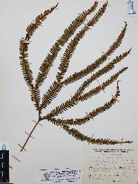 Sticherus underwoodianus image