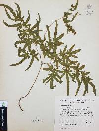 Lygodium venustum image