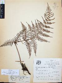 Pteridium aquilinum var. feei image