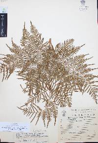 Pteridium aquilinum var. feei image