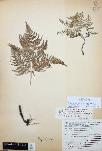 Pteridium aquilinum var. feei image