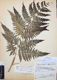 Pteridium aquilinum var. feei image
