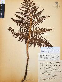 Pteridium aquilinum var. feei image