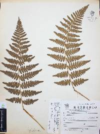 Pteridium feei image
