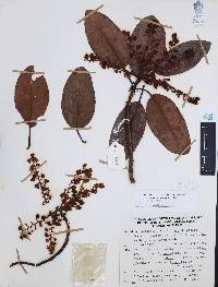 Arbutus xalapensis image