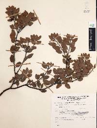 Arctostaphylos pungens image