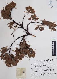 Arctostaphylos pungens image