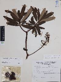 Comarostaphylis glaucescens image