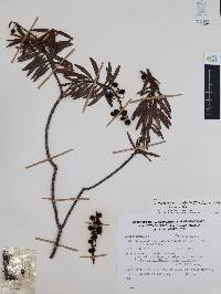 Comarostaphylis polifolia image