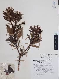 Comarostaphylis polifolia image