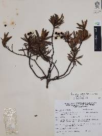 Comarostaphylis polifolia image