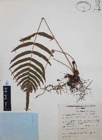 Blechnum occidentale image