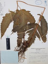 Tectaria heracleifolia image