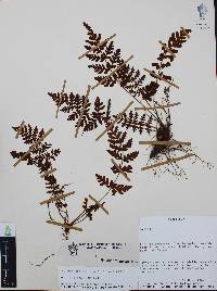 Anemia clinata image