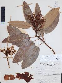 Arbutus xalapensis image