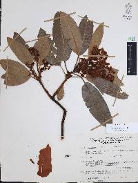 Arbutus xalapensis image