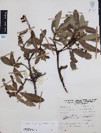 Comarostaphylis glaucescens image