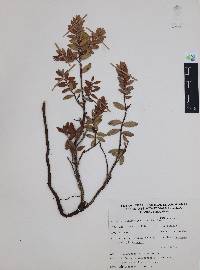 Pernettya ciliata image