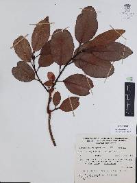 Arbutus xalapensis image