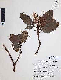 Arbutus xalapensis image