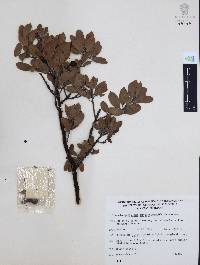 Arctostaphylos pungens image