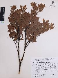 Arctostaphylos pungens image