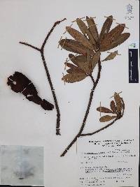 Comarostaphylis glaucescens image