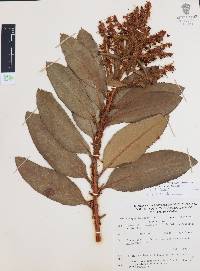 Comarostaphylis longifolia image