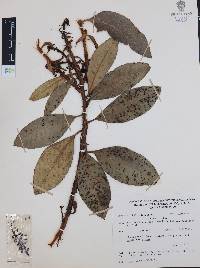 Comarostaphylis longifolia image