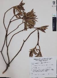 Comarostaphylis polifolia image