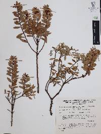 Pernettya ciliata image