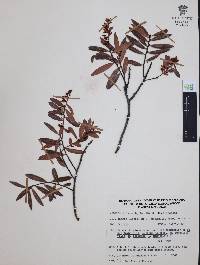 Vaccinium stenophyllum image