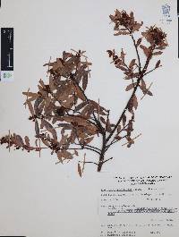 Vaccinium stenophyllum image