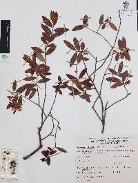 Vaccinium stenophyllum image