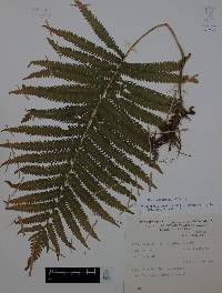 Thelypteris puberula image