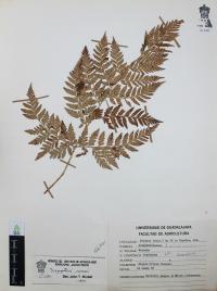 Dryopteris rossii image