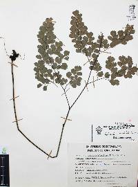 Adiantum andicola image