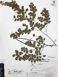 Adiantum andicola image