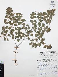 Adiantum andicola image