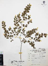 Adiantum andicola image