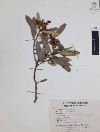 Comarostaphylis discolor image