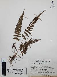 Blechnum glandulosum image