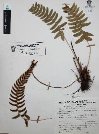 Blechnum glandulosum image