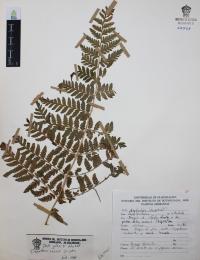 Dryopteris rossii image