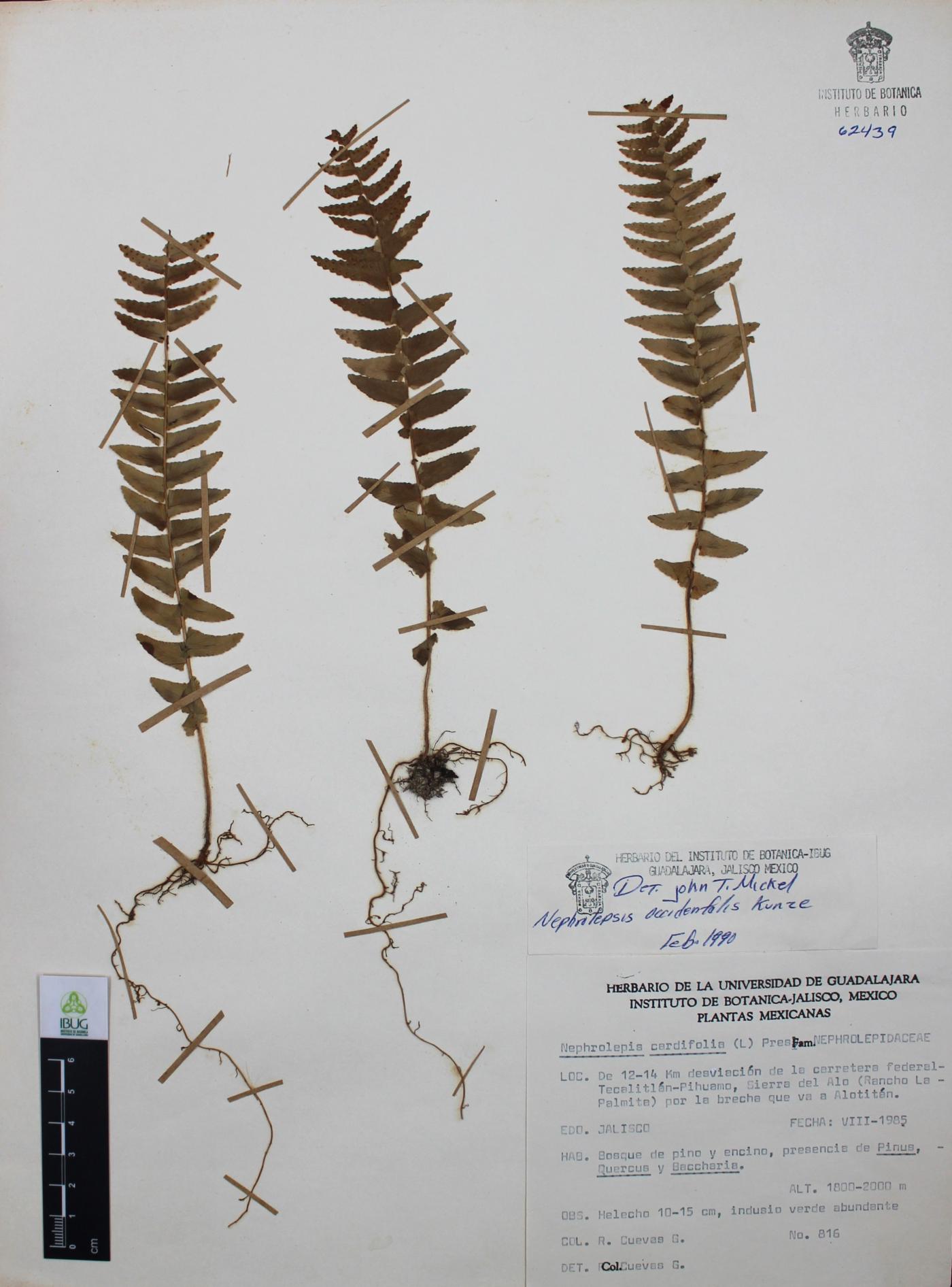 Nephrolepis undulata image