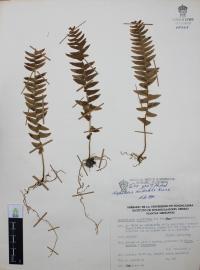 Nephrolepis undulata image